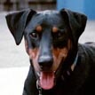 Tasha